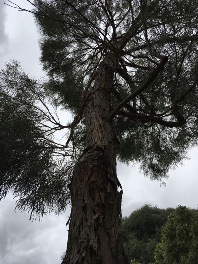 Max Tree - Canker Max Tree - Canker