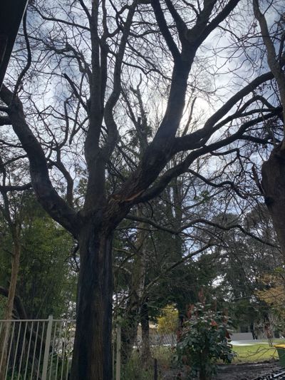 Max Tree - Crack Max Tree - Crack