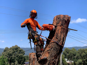 arborist tree services